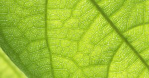 green leaf